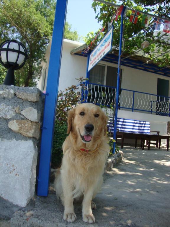 Готель Mavi Akvaryum Pension Sogut  Екстер'єр фото